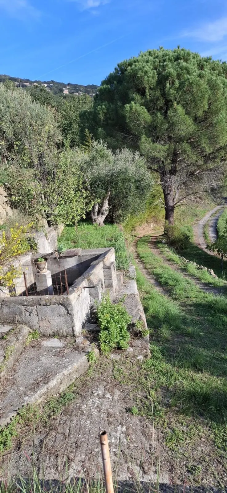 Il verde intorno alla casa