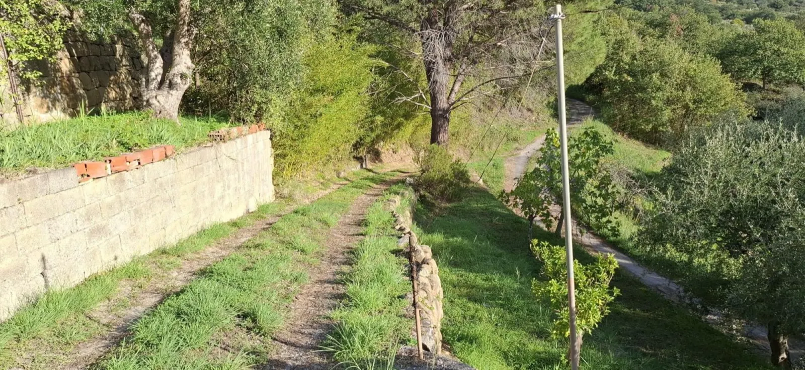 Il sentiero tra gli ulivi