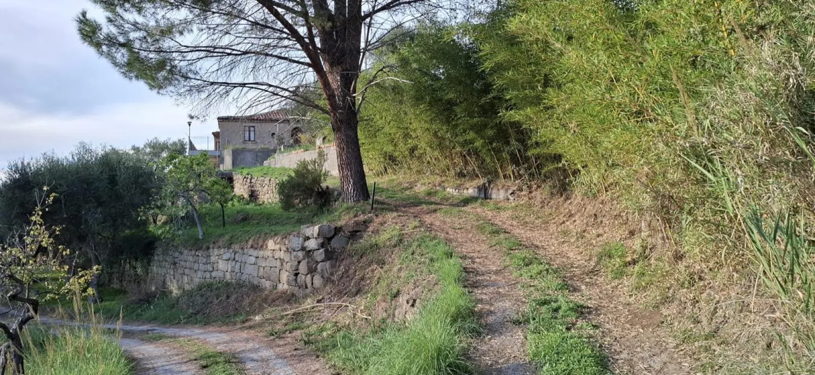 Il terreno e il pino