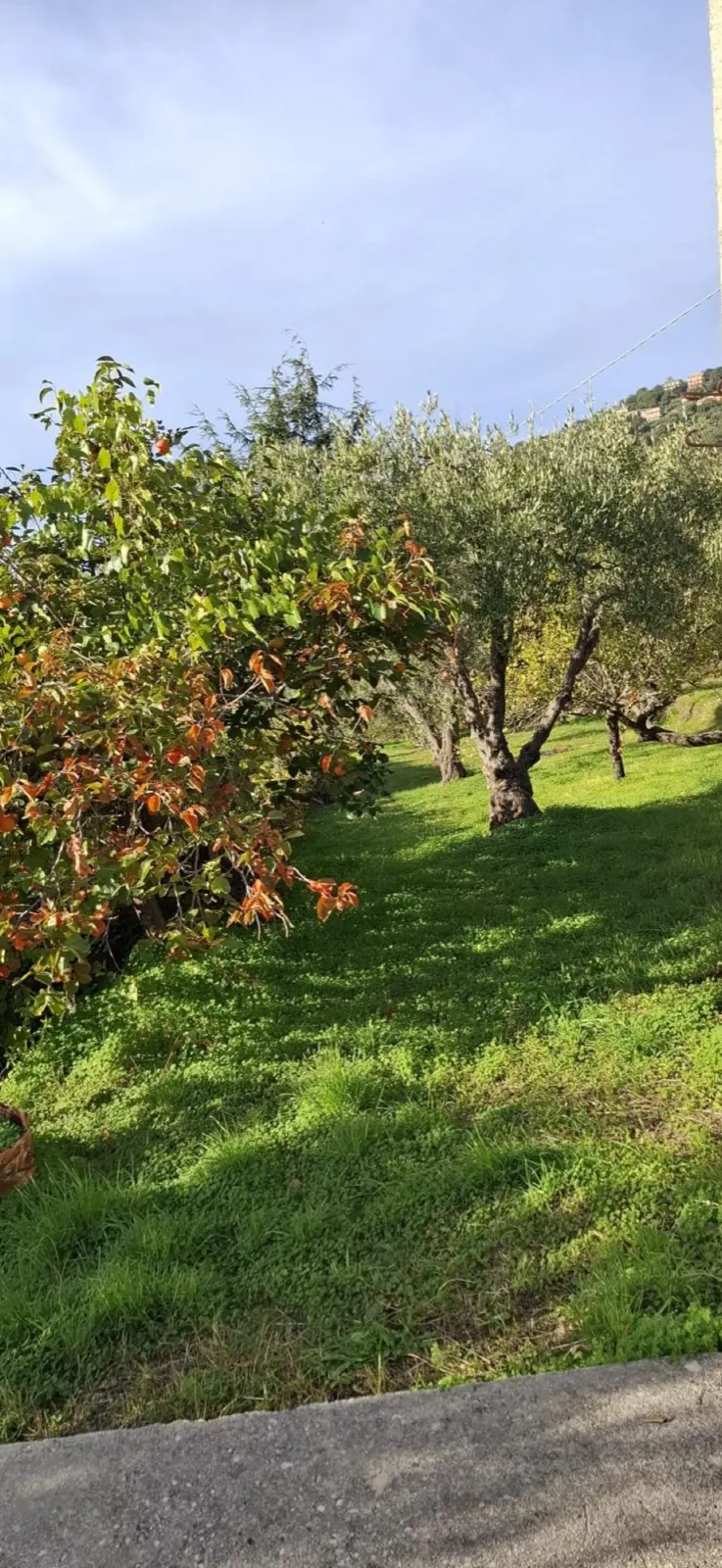 Gli alberi del terreno